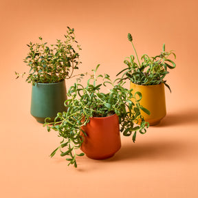 Three colorful ceramic pots with various herbs, including thyme and trailing plants, against a warm orange background.
