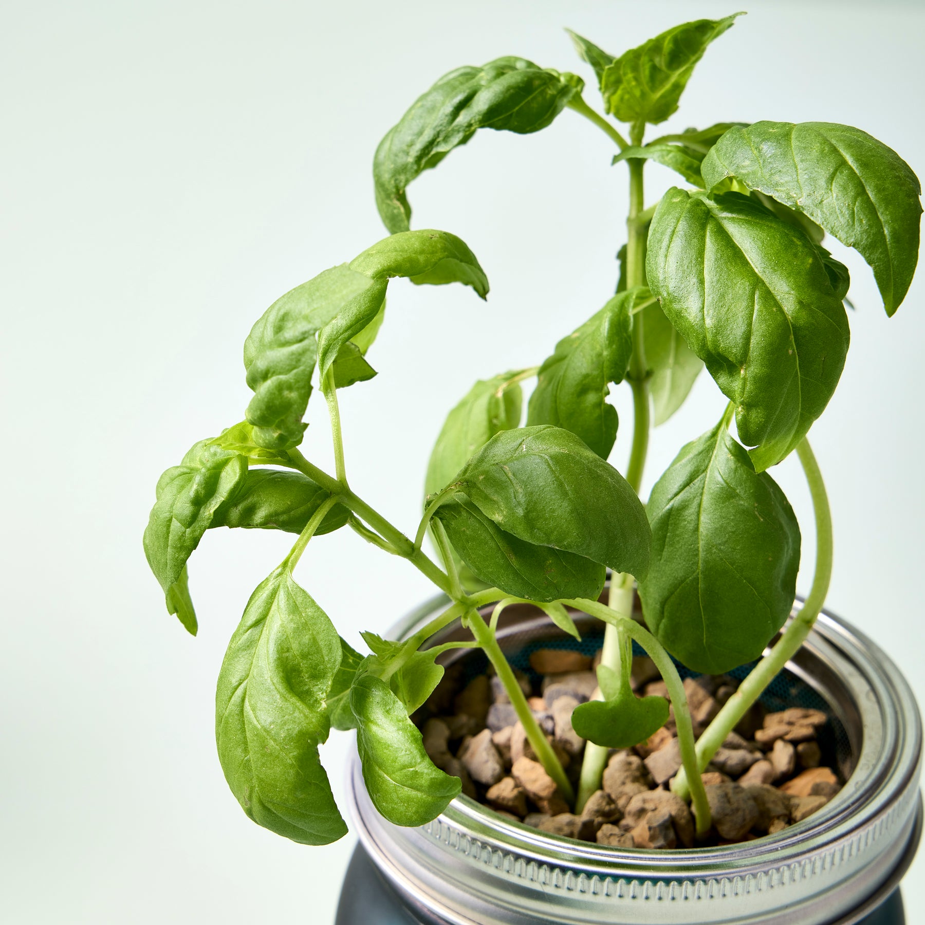 Green glass garden jar with fresh basil plant growing inside, showcasing vibrant leaves and pebbles at the base.
