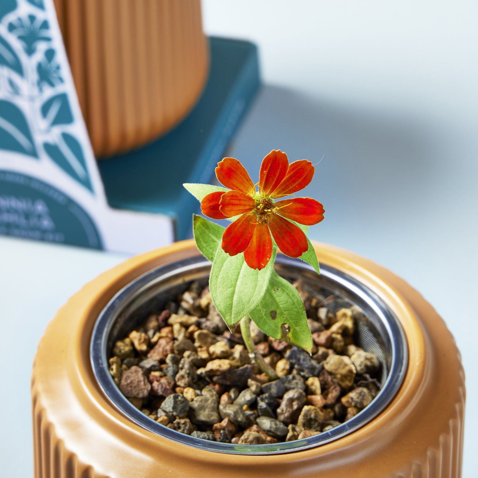 Compact hydroponic growing kit with a blooming red flower and pebbles, packaged in a stylish orange container.