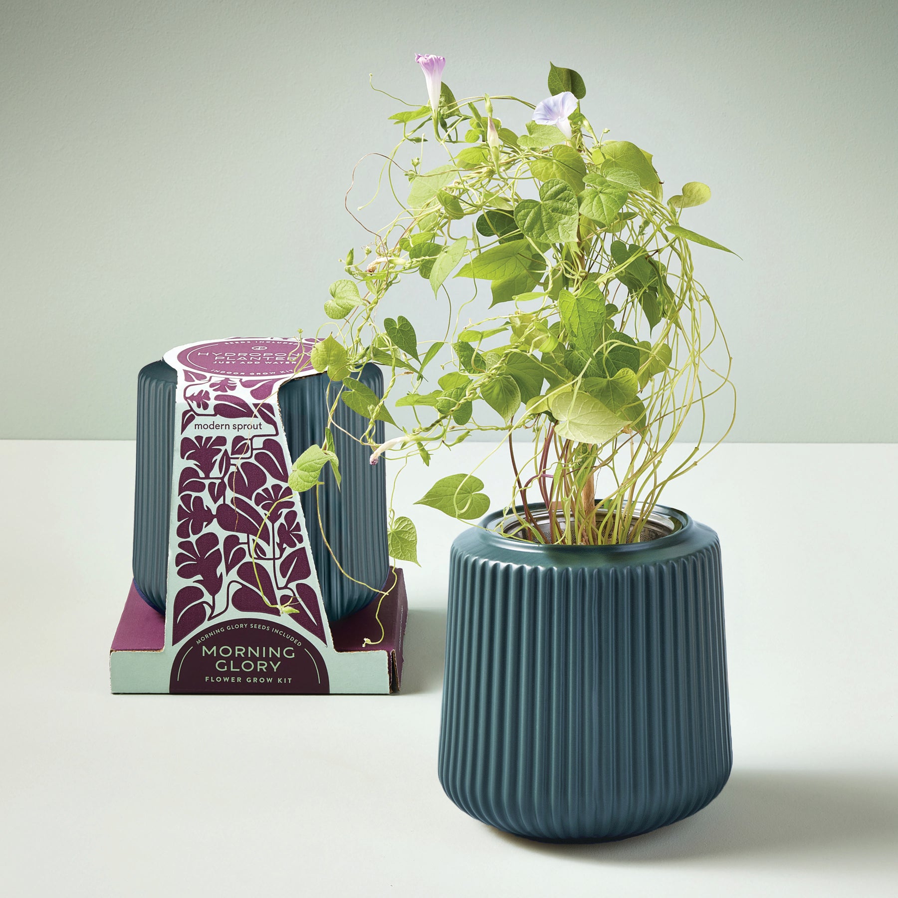 Morning Glory flower grow kit featuring a ribbed teal planter with a blooming plant and decorative packaging.