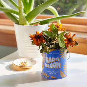 A mini sunflower grow kit in a colorful container sits on a table next to an aloe plant and a small dish.