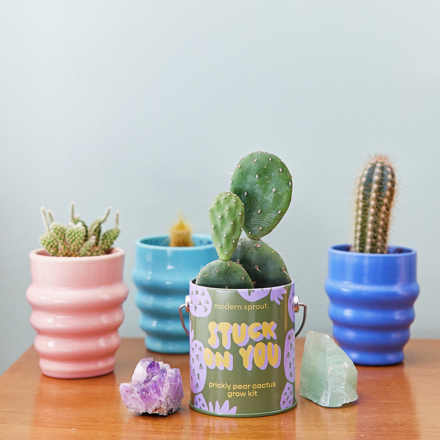 Prickly pear cactus grow kit in a colorful container, surrounded by vibrant pots with various cacti and crystals.