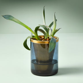 Agave grow kit featuring a stylish glass container with a gold rim, showcasing healthy green leaves.