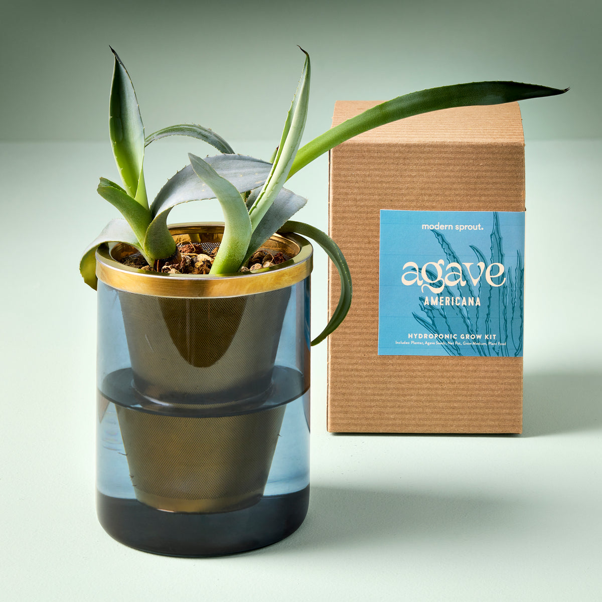 Agave grow kit featuring a stylish hydroponic planter with an agave plant and a cardboard box packaging.