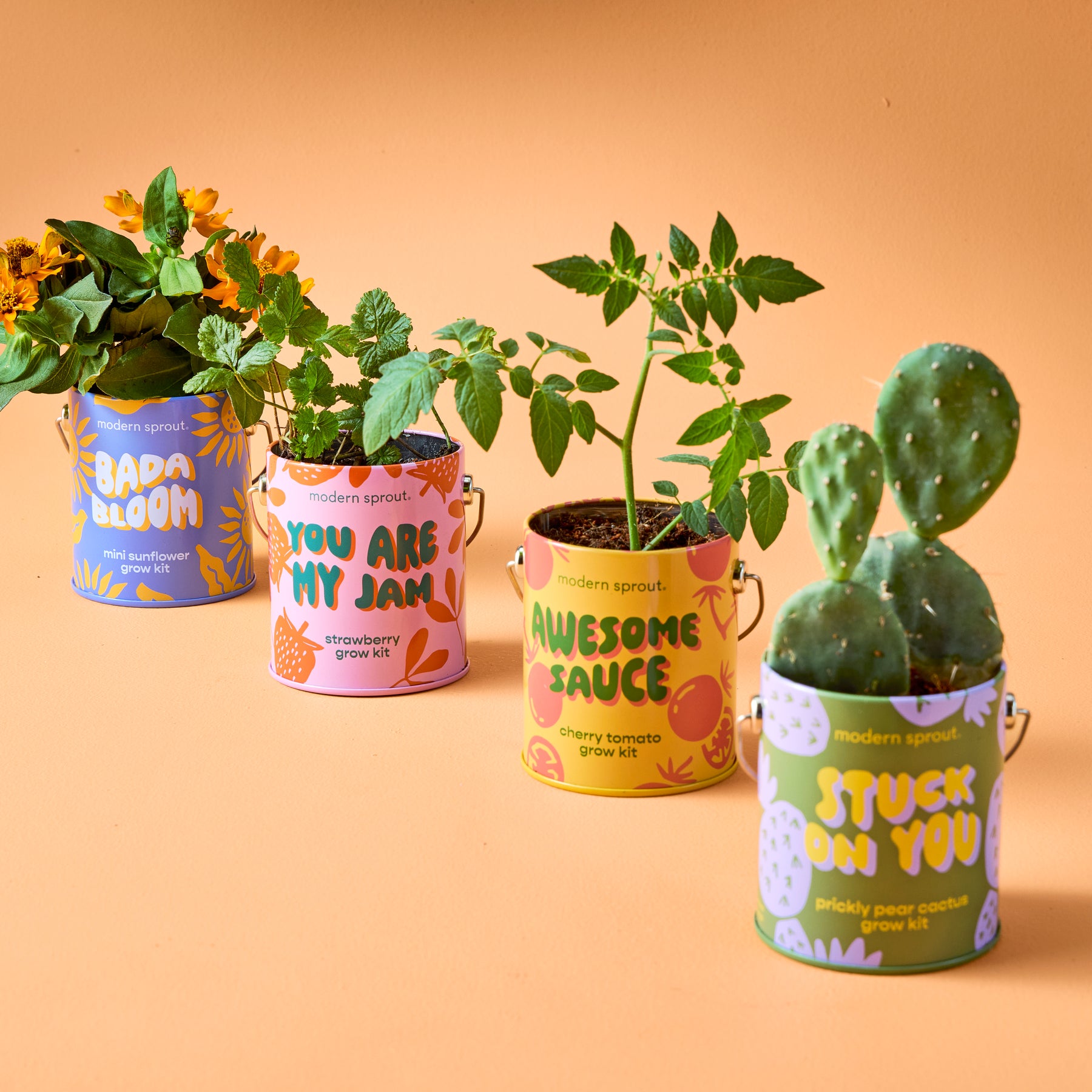 Four colorful grow kits from Modern Sprout featuring sunflower, strawberry tomato, and cactus plants in vibrant containers.