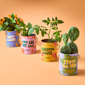 Four colorful grow kits from Modern Sprout featuring sunflower, strawberry tomato, and cactus plants in vibrant containers.
