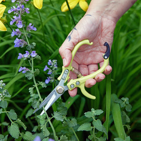 A hand holding gardening shears, poised to prune green plants with purple flowers in the background.