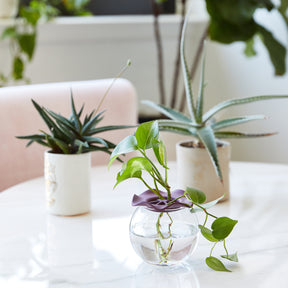 Two Botanical Keepers in a glass vase with water, surrounded by potted succulents on a marble table.