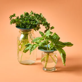 Two glass jars with fresh herbs, one holding cilantro and the other holding leafy greens, both using Produce Keepers.