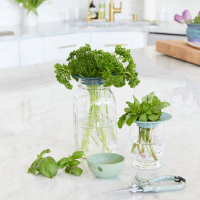 Two glass produce keepers with fresh herbs—parsley and mint—sitting in water on a marble countertop, alongside basil and gardening shears.