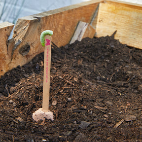 Seed Pops for pollinators in soil, featuring a wooden marker with a caterpillar on top, promoting butterfly growth.