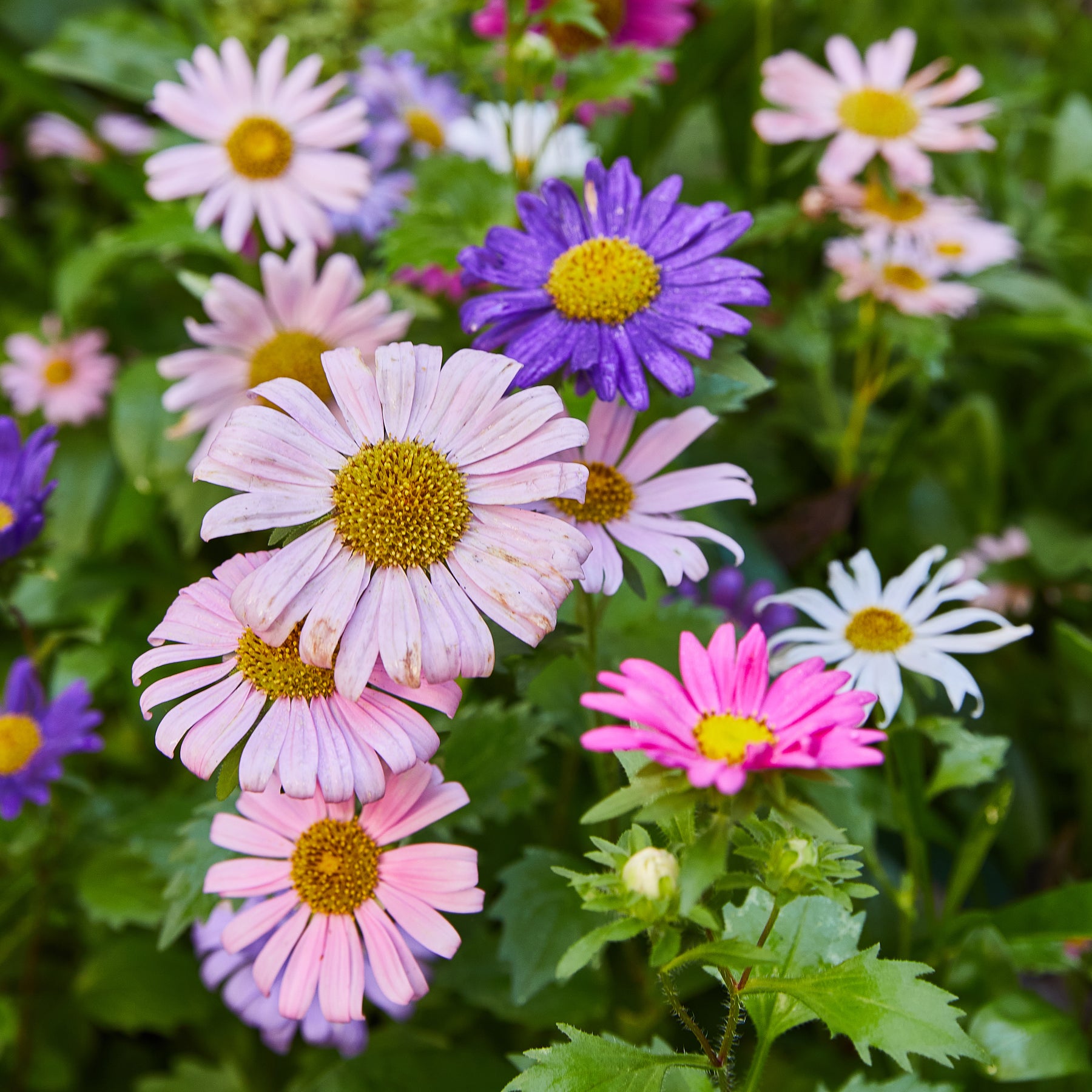 Colorful daisies in shades of pink, purple, and white bloom amidst lush green foliage, creating a vibrant floral display.