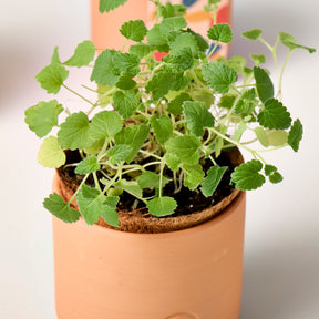 Tiny terracotta grow kit with vibrant green herbs thriving in a small pot, showcasing healthy foliage and soil.