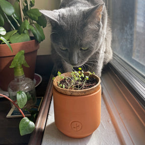 A gray cat curiously sniffs a tiny terracotta grow kit with small green plants, placed on a windowsill.