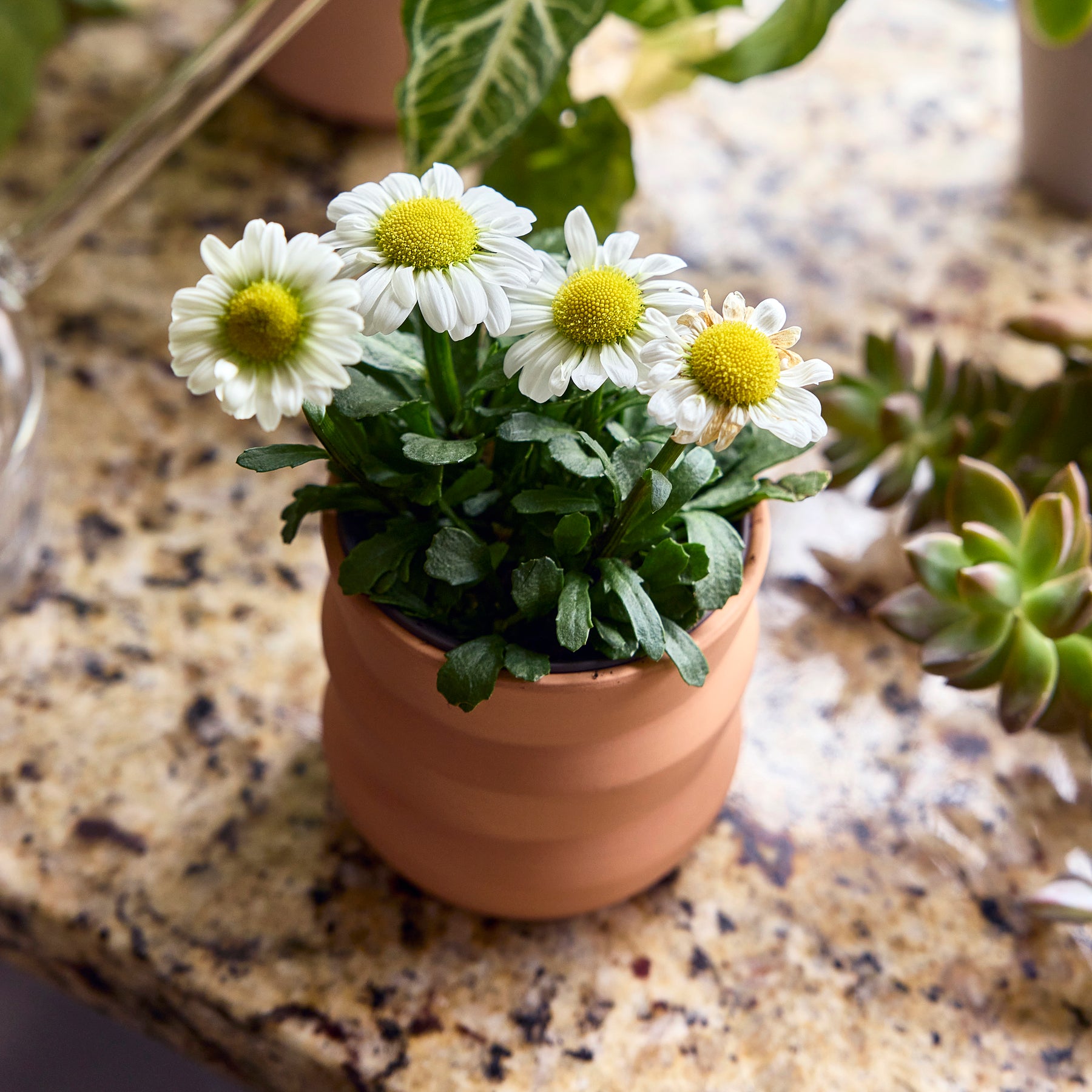 New Tiny Terracotta Grow Kits