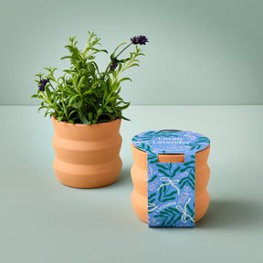 New Tiny Terracotta Grow Kits