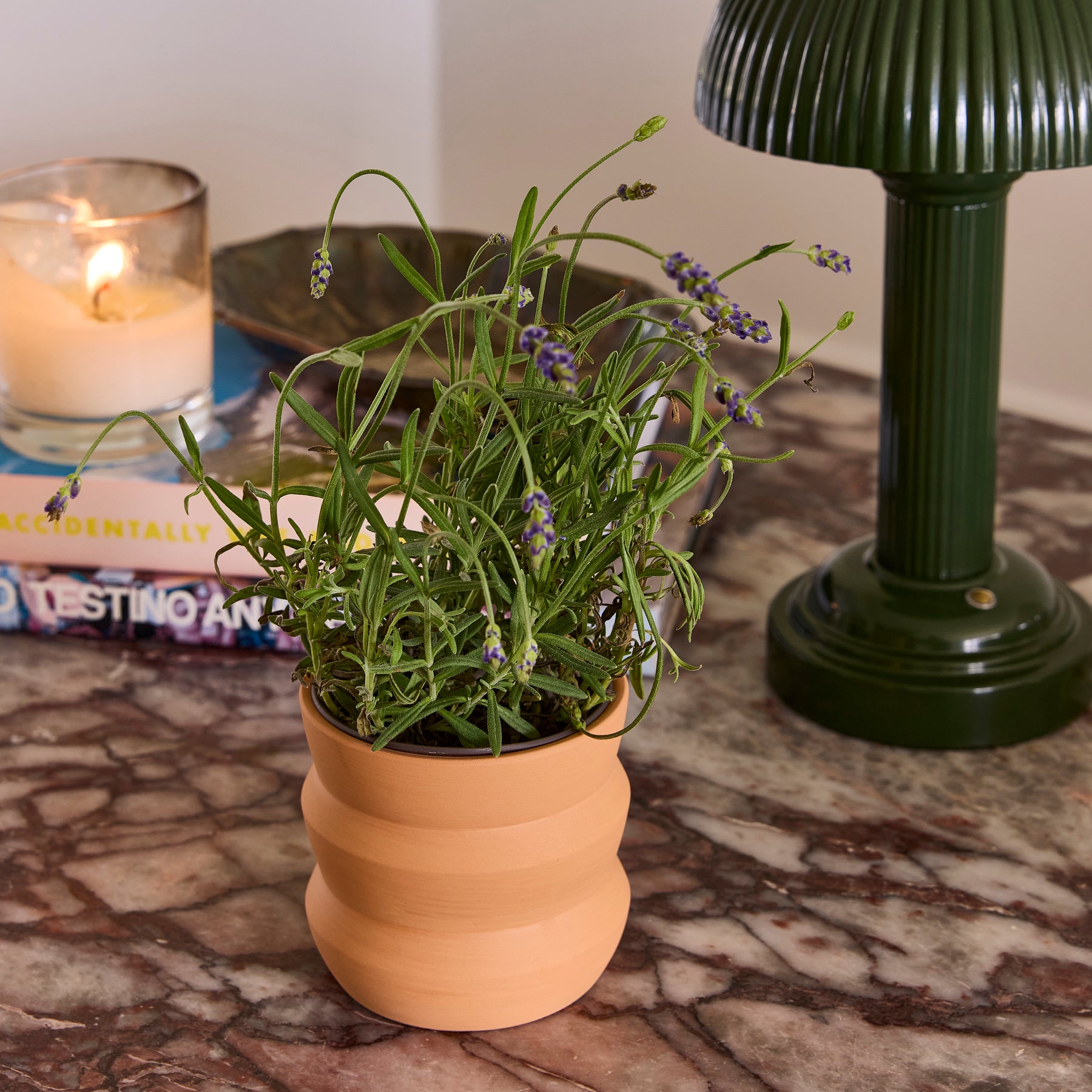 New Tiny Terracotta Grow Kits