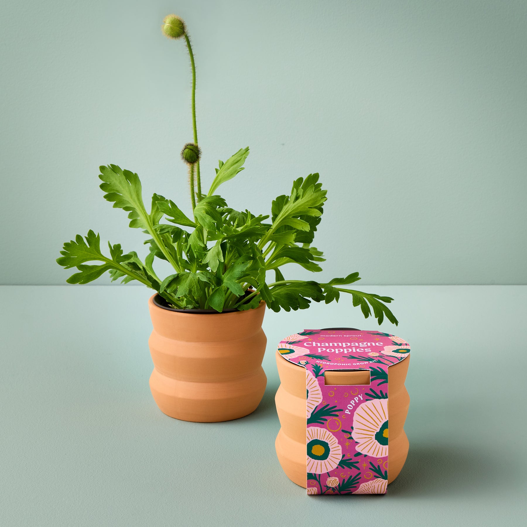 New Tiny Terracotta Grow Kits