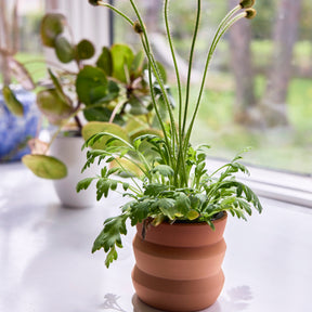 New Tiny Terracotta Grow Kits