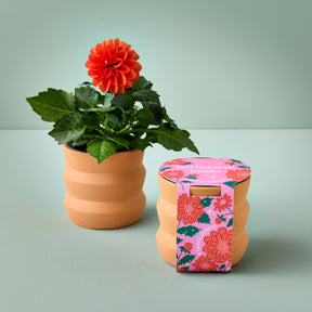 New Tiny Terracotta Grow Kits