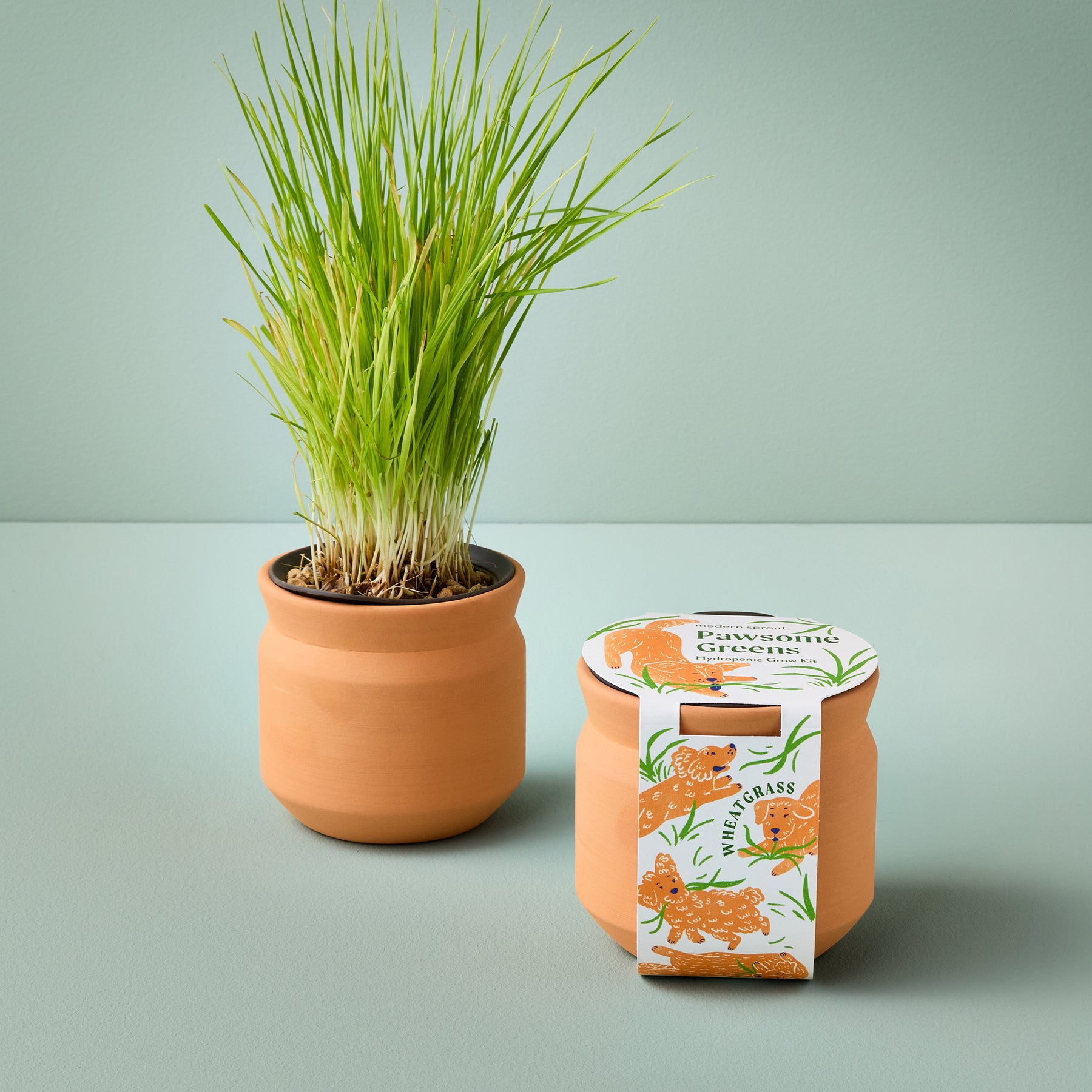New Pet Tiny Terracotta Grow Kits
