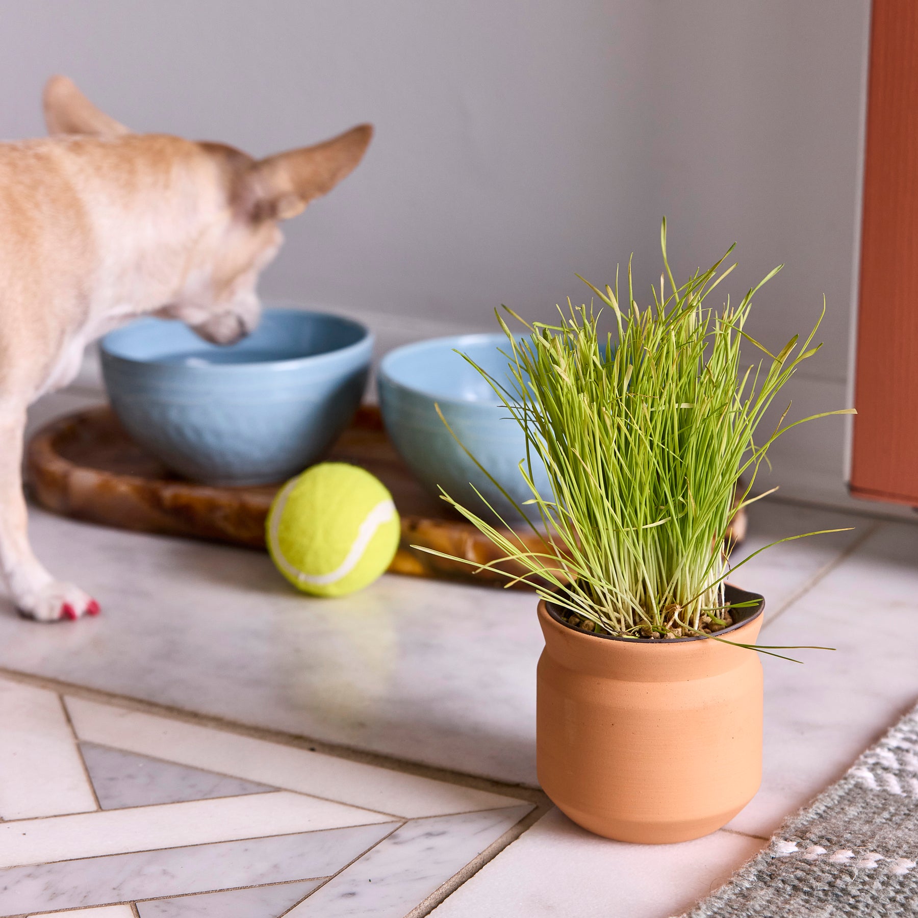 New Pet Tiny Terracotta Grow Kits