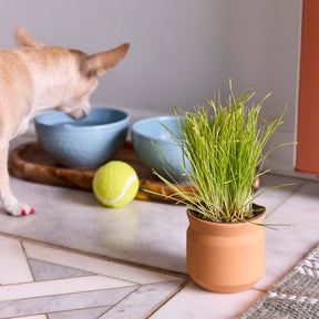 New Pet Tiny Terracotta Grow Kits