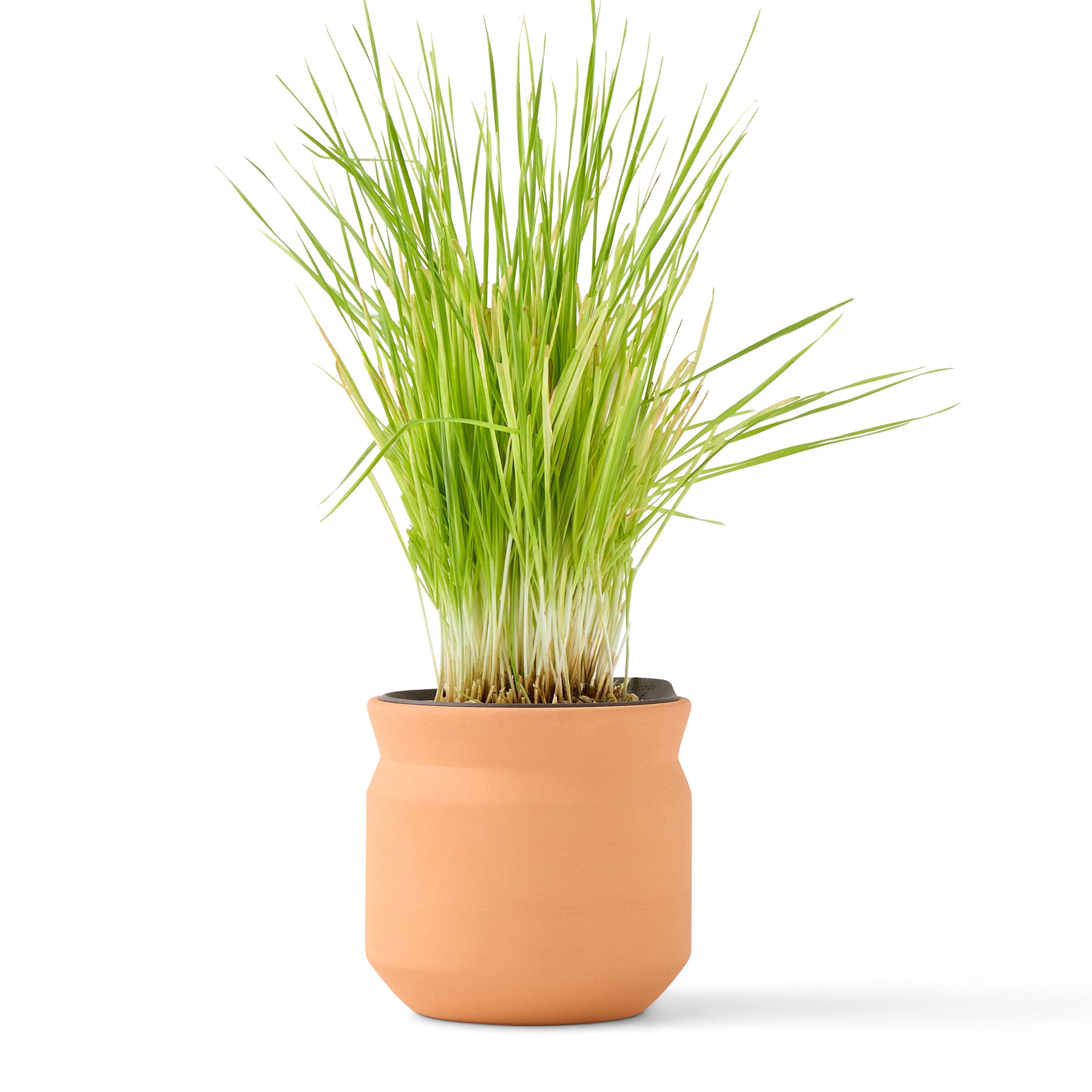 New Pet Tiny Terracotta Grow Kits