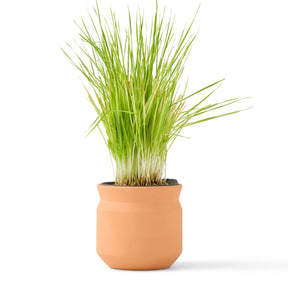 New Pet Tiny Terracotta Grow Kits