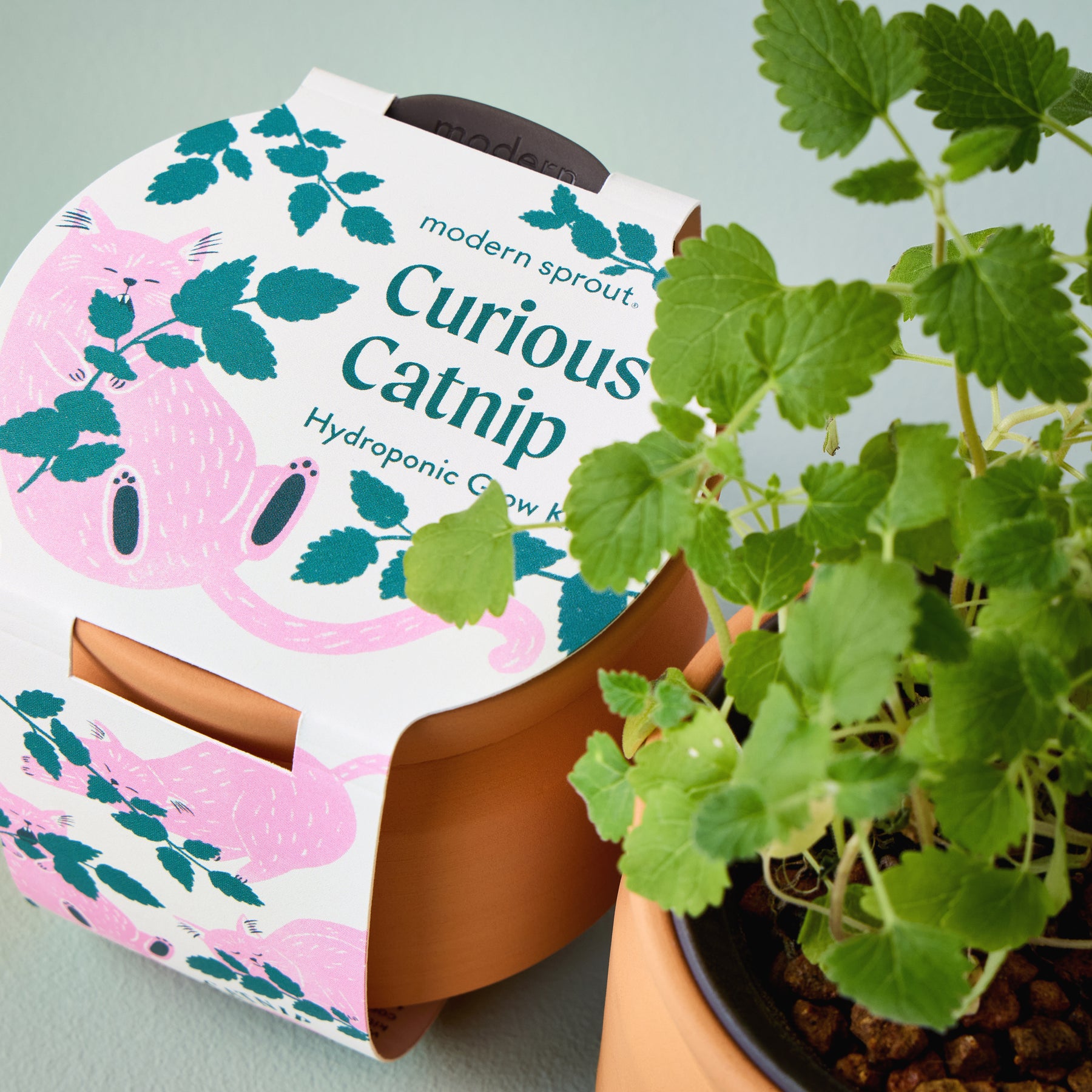 New Pet Tiny Terracotta Grow Kits