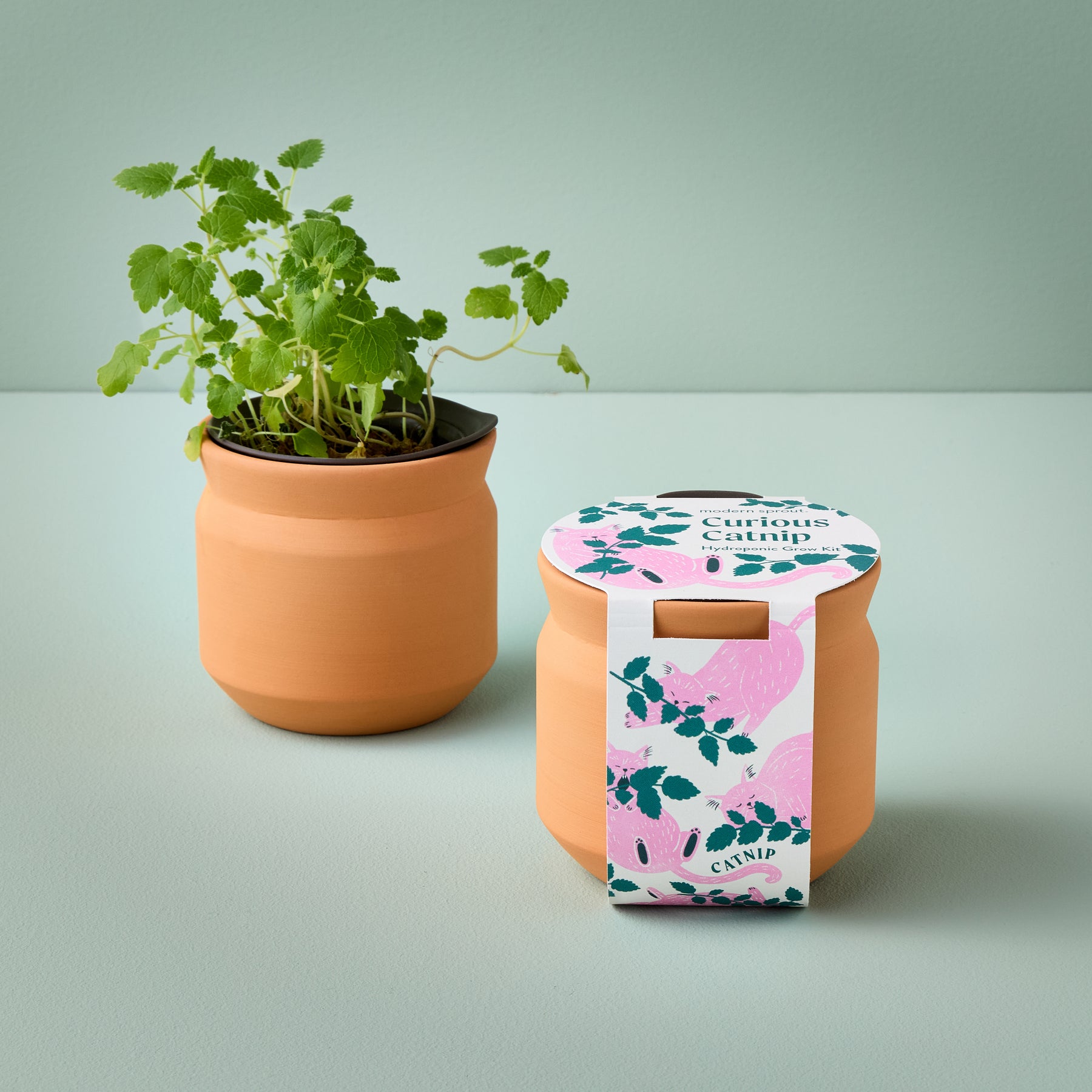 New Pet Tiny Terracotta Grow Kits