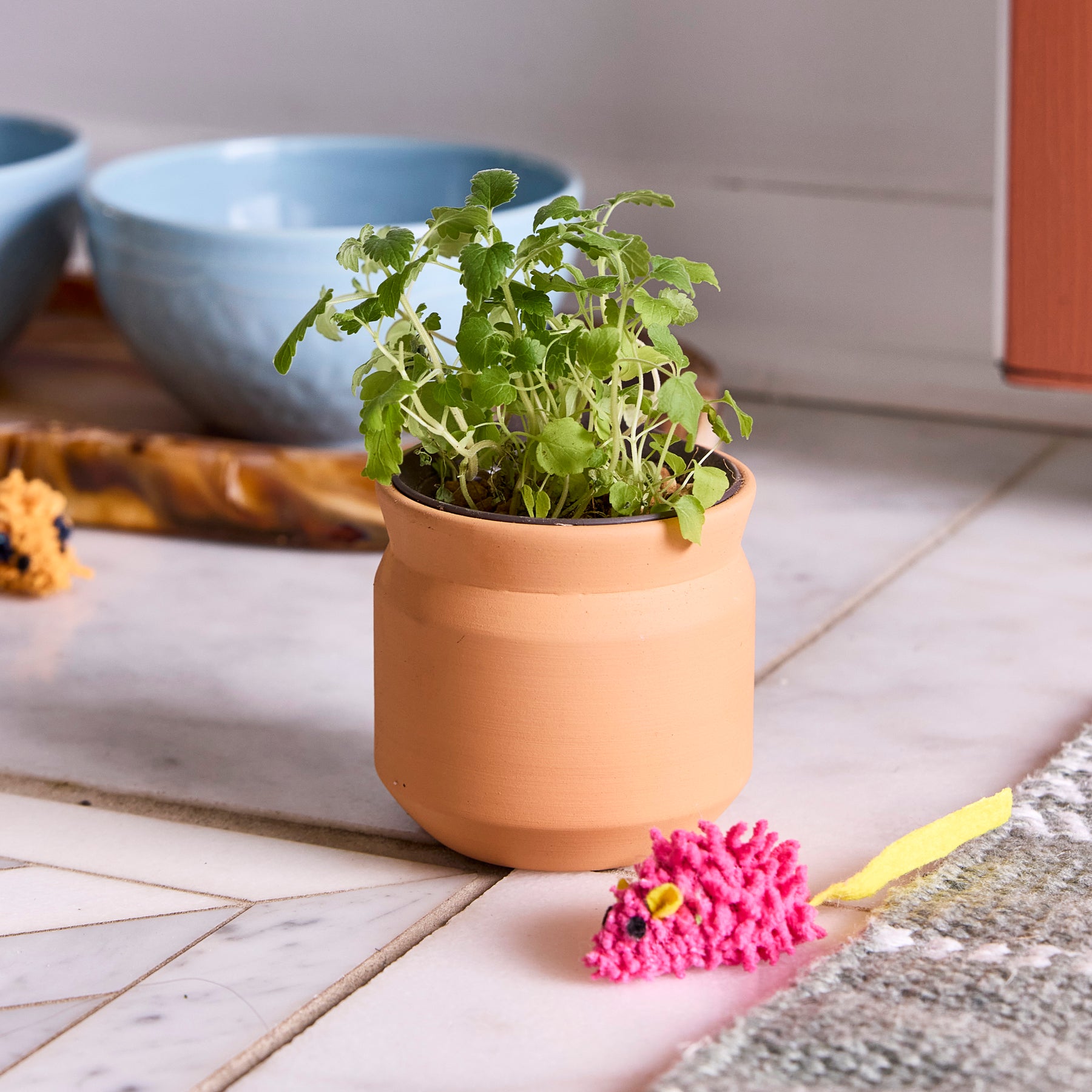 New Pet Tiny Terracotta Grow Kits