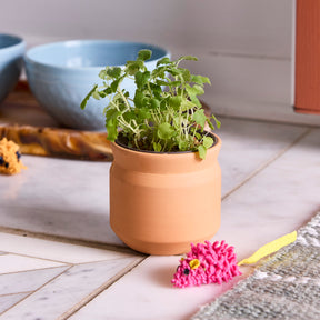 New Pet Tiny Terracotta Grow Kits