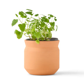 New Pet Tiny Terracotta Grow Kits