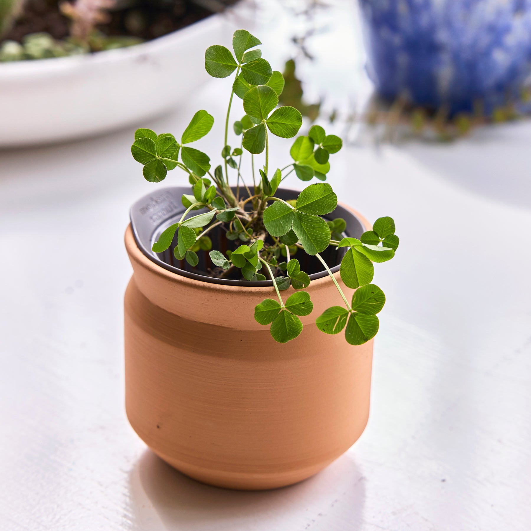 New Tiny Terracotta Sentiment Grow Kits
