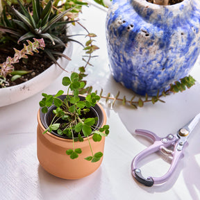 New Tiny Terracotta Sentiment Grow Kits