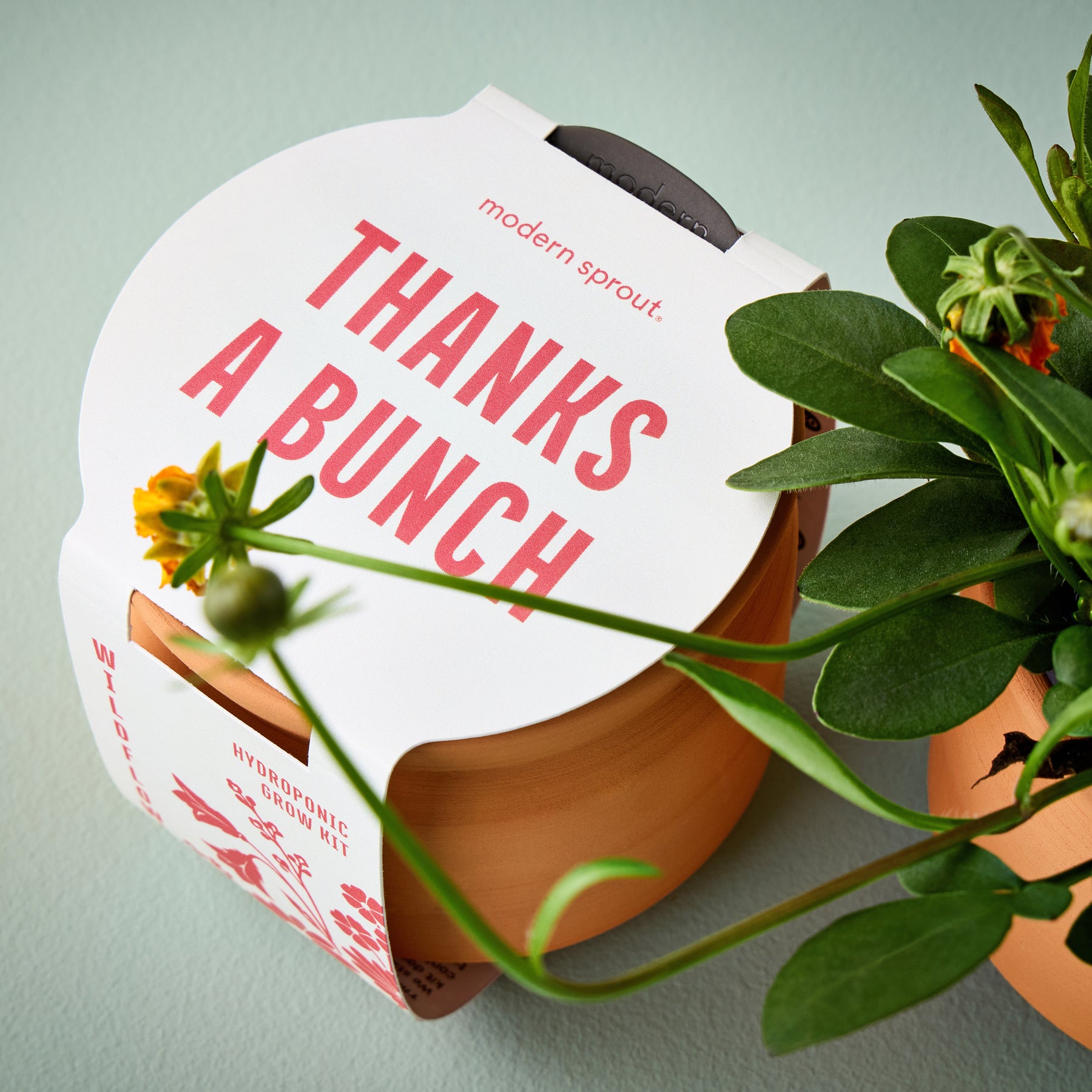 New Tiny Terracotta Sentiment Grow Kits