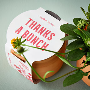 New Tiny Terracotta Sentiment Grow Kits