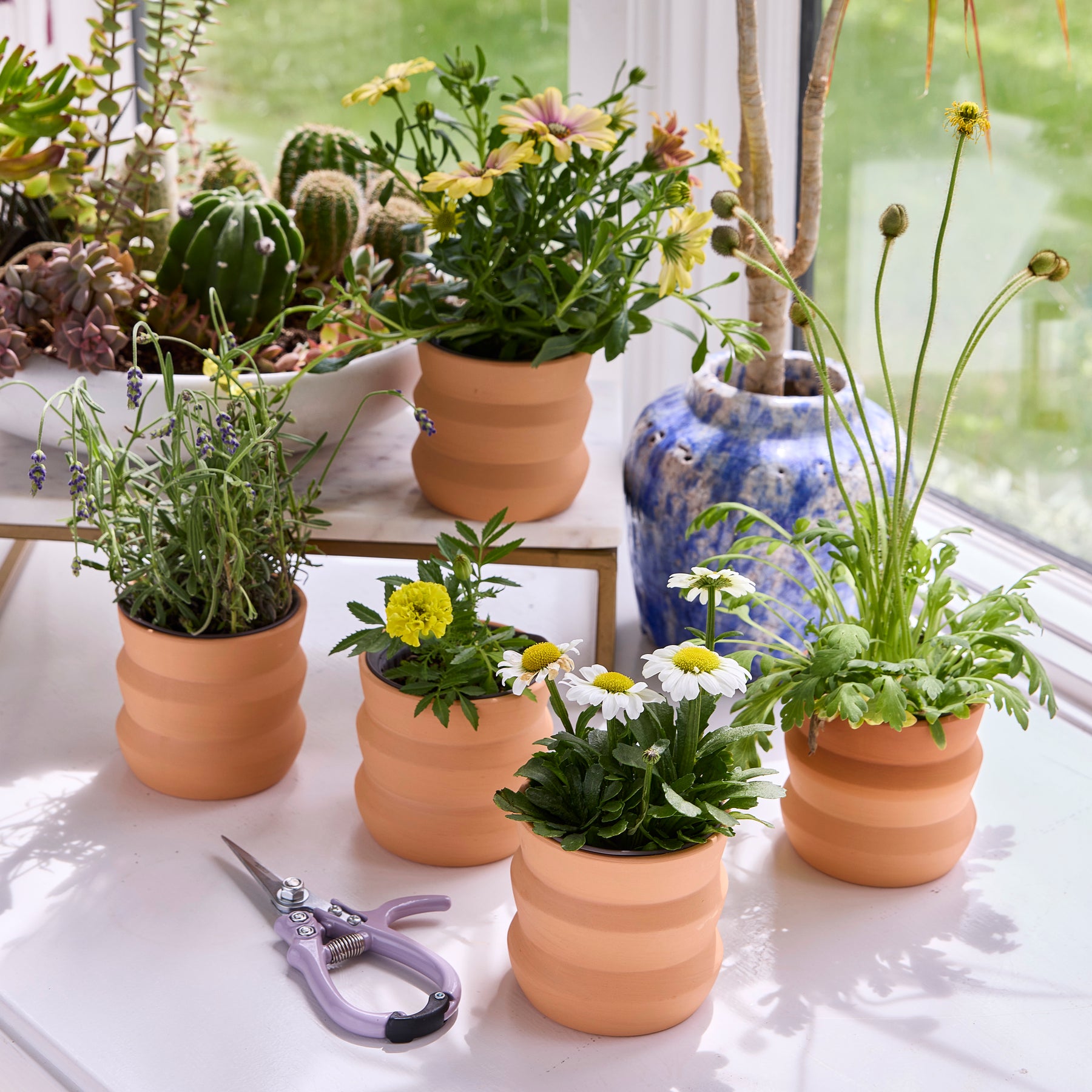 New Tiny Terracotta Grow Kits