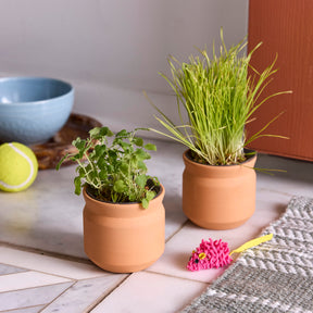 New Pet Tiny Terracotta Grow Kits