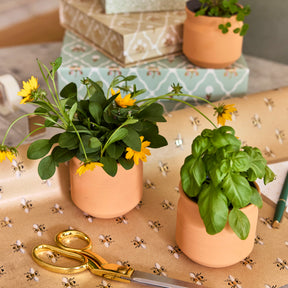 New Tiny Terracotta Sentiment Grow Kits