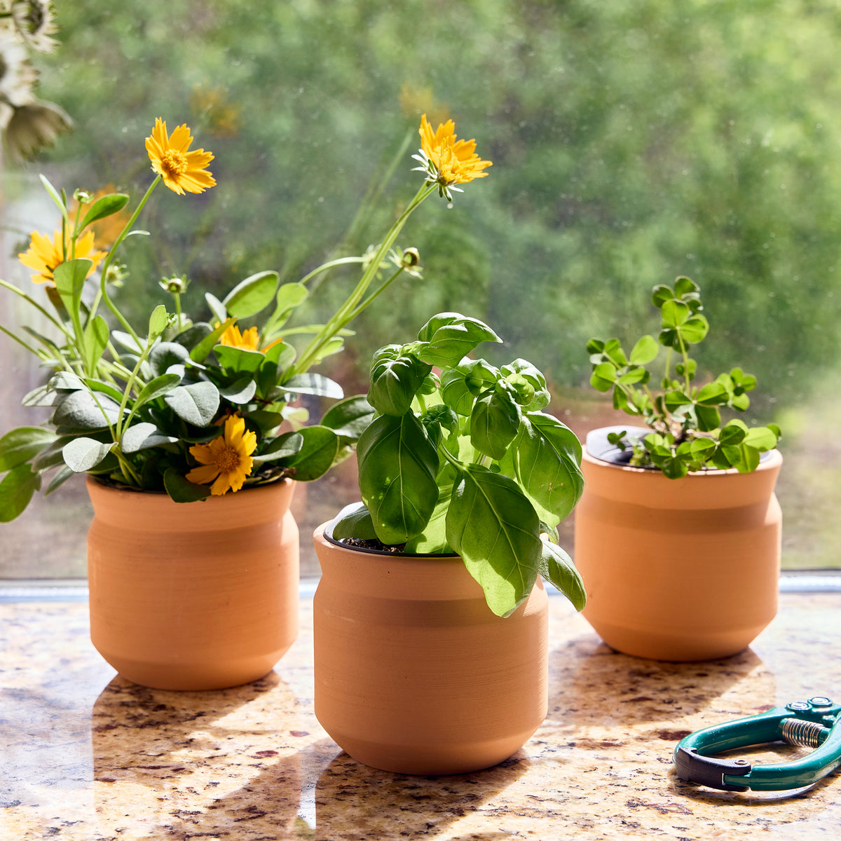 New Tiny Terracotta Sentiment Grow Kits