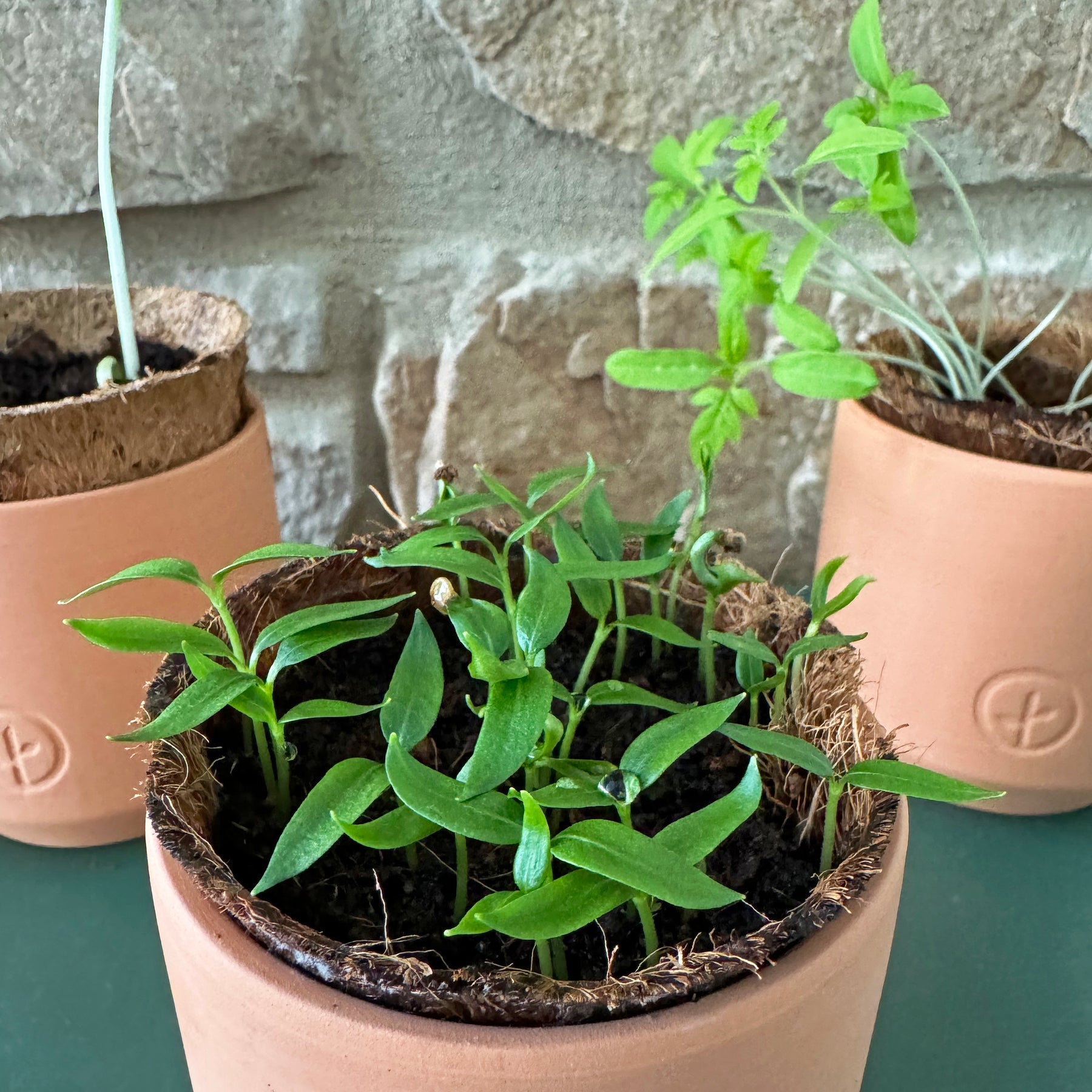 Tiny terracotta garden kits featuring young plants in natural fiber pots, set against a textured stone background.