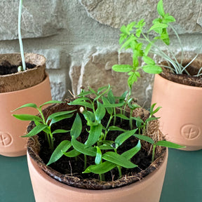 Tiny terracotta garden kits featuring young plants in natural fiber pots, set against a textured stone background.