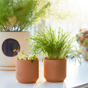 Tiny terracotta grow kits featuring small plants, including herbs and grass, on a bright windowsill.