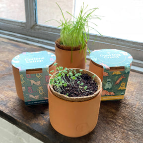 Tiny terracotta grow kits for pets featuring catnip and dog greens, with seedlings sprouting in rustic pots.