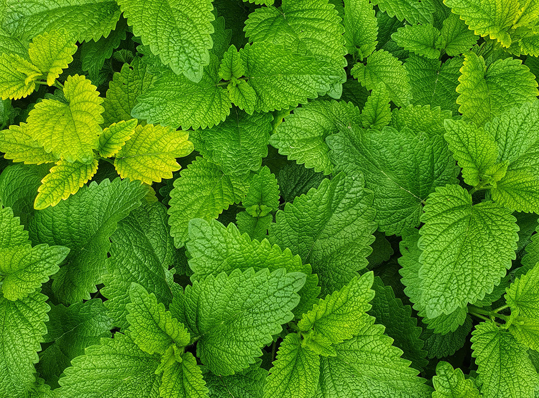 Lush green and yellow lemon balm leaves, close-up, vibrant and textured.
