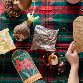 Winter Bulb Kits