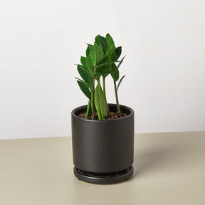 Zamioculcas Zamiifolia 'ZZ' Plant