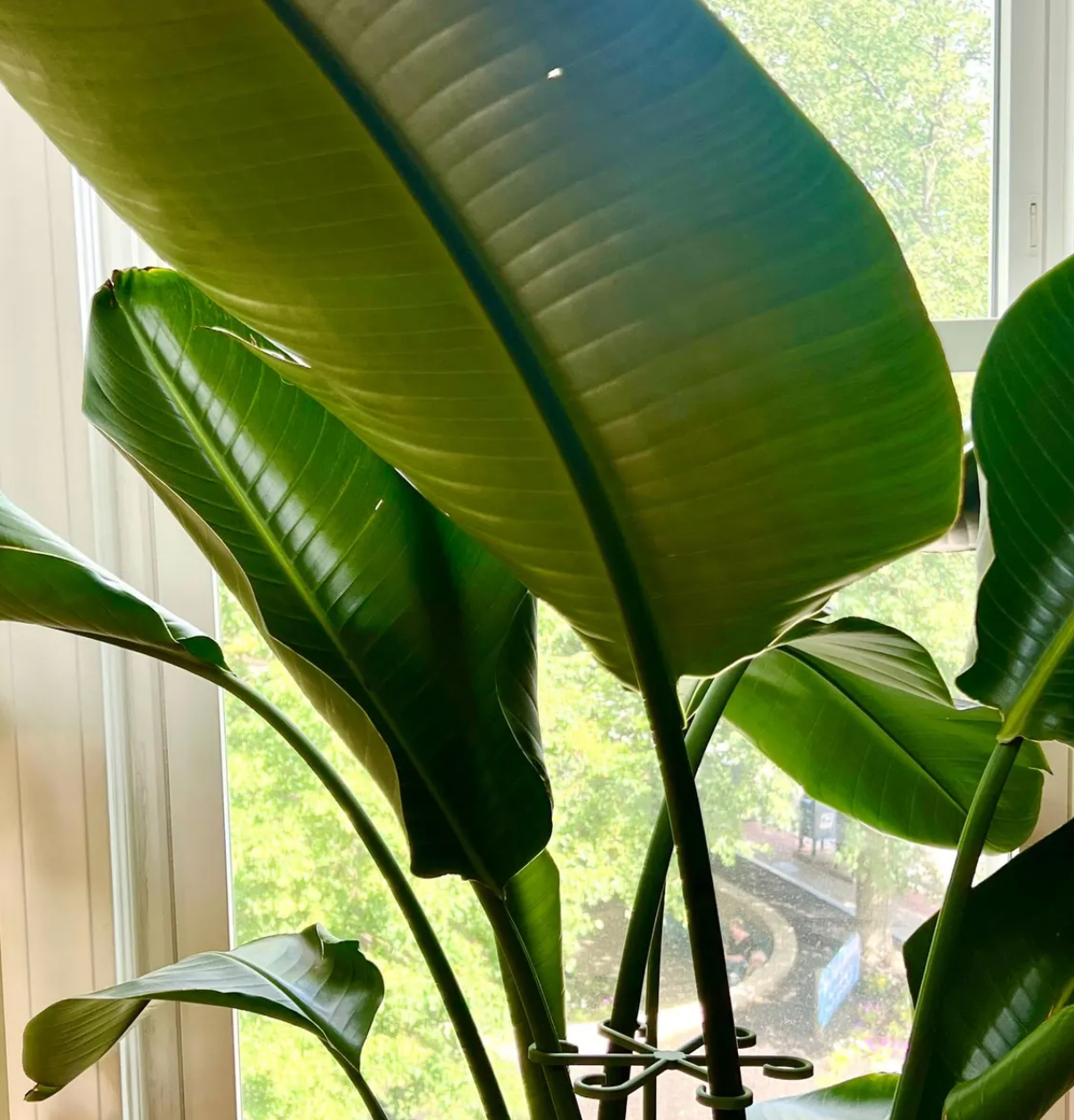 Plant Stem Supports